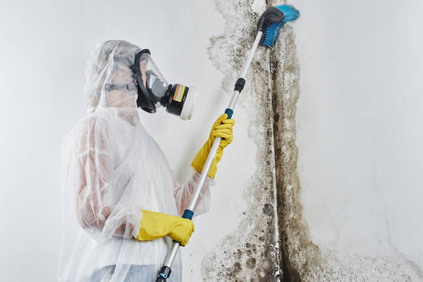 Best Post-Flood Mold Remediation in Dunlap, IL