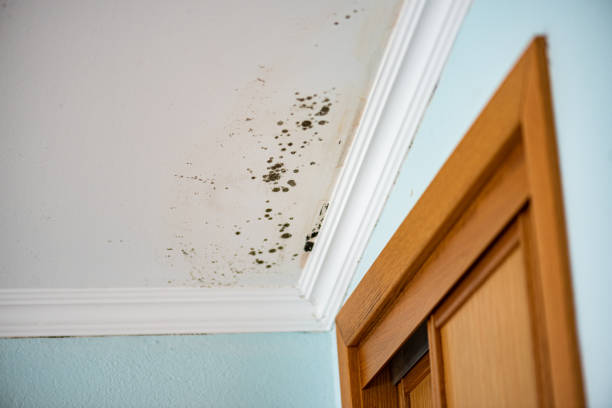 Best HVAC Mold Remediation in Dunlap, IL