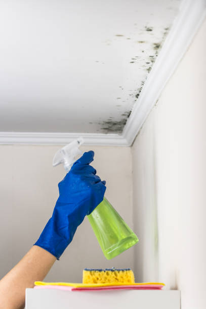 Professional Mold Remediation in Dunlap, IL
